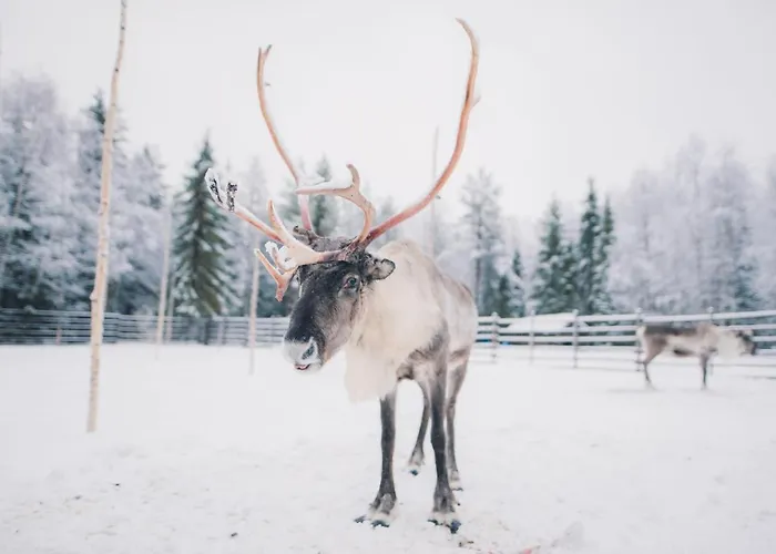 아크틱 라이트 호텔 로바니에미